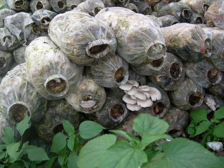 禾豐村特色產業——真菌種植