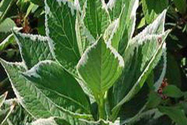 Hydrangea macrophylla \x27Maculata\x27
