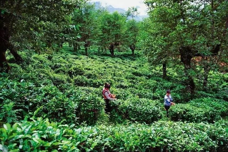 老姆登茶 老姆登茶