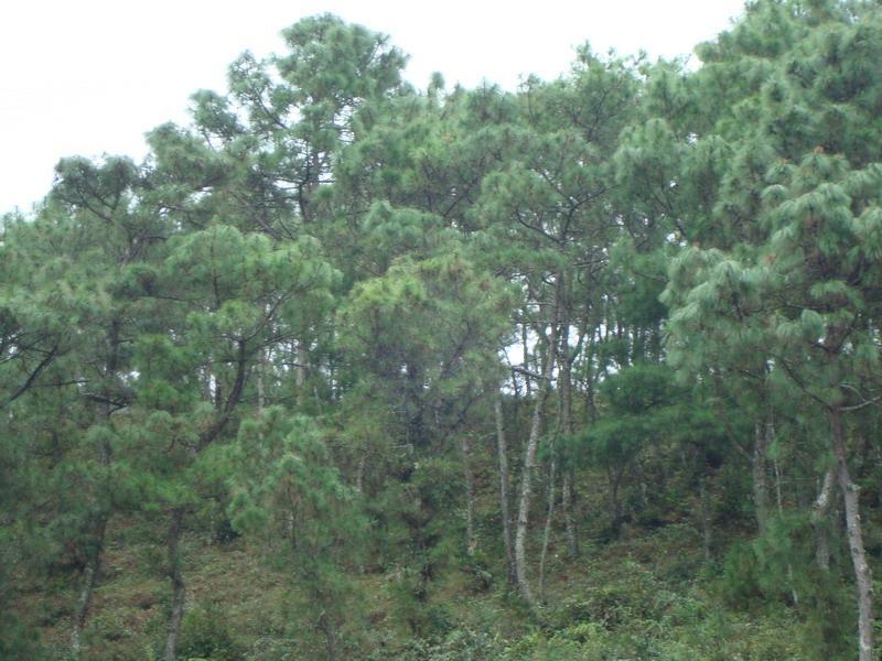回孜自然村