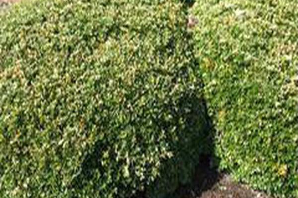 Buxus microphylla \x27Green Pillow\x27 Buxus microphylla \x27Green Pillow\x27
