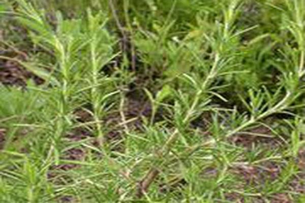 Salvia rosmarinus \x27Well-Sweep Golden\x27 Salvia rosmarinus \x27Well-Sweep Golden\x27