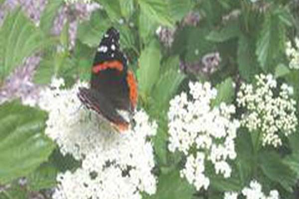 Viburnum dentatum \x27KLMseventeen\x27 LITTLE JOE Viburnum dentatum \x27KLMseventeen\x27 LITTLE JOE