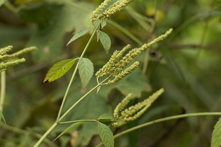 野拔子(唇形科香薷屬植物) 野拔子(唇形科香薷屬植物)