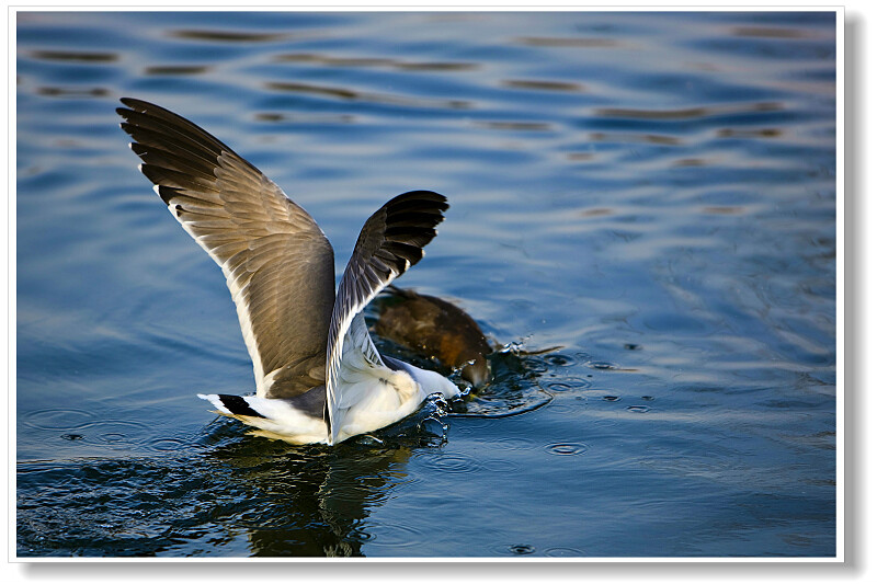 鄱陽湖候鳥——水鷗