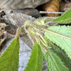 Nautilocalyx biserrulatus