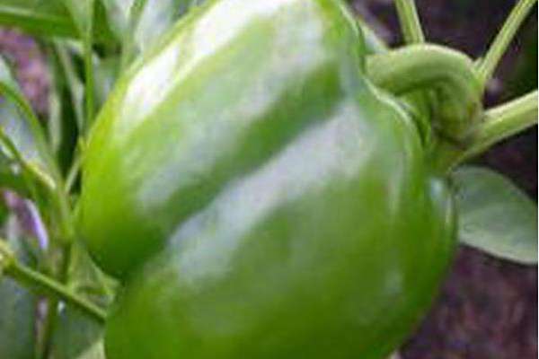 Capsicum annuum \x27Park\x27s Early Thickset\x27