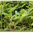 小扁草(植物) 小扁草(植物)