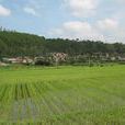 新寨自然村(雲南省紅河州石屏縣異龍鎮新寨自然村) 新寨自然村(雲南省紅河州石屏縣異龍鎮新寨自然村)