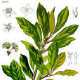 月桂(月桂花)
