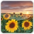 Sunflower Free Live Wallpaper Sunflower Free Live Wallpaper