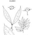 樹志樓梯草 樹志樓梯草