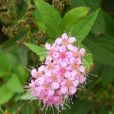 螞蝗梢 螞蝗梢