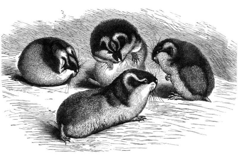Norway lemming Norway lemming
