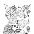 華東葡萄 華東葡萄