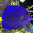 紫高鰭刺尾魚