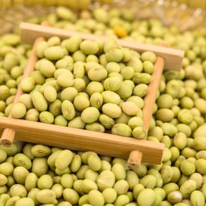 大豆(Glycine max)