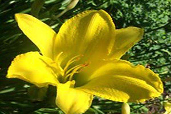 Hemerocallis \x27Erin Prairie\x27