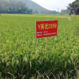 Y兩優2098 Y兩優2098