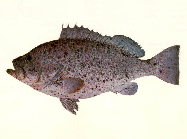 點列石斑魚