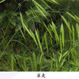雀麥(禾本目禾本科植物) 雀麥(禾本目禾本科植物)