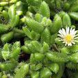 刺葉露子花 刺葉露子花