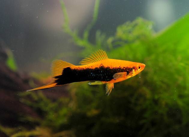 鴛鴦劍魚 鴛鴦劍魚