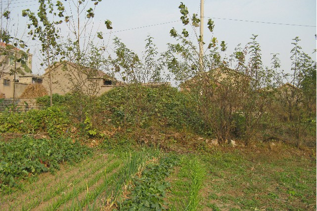 泉旺頭遺址 泉旺頭遺址