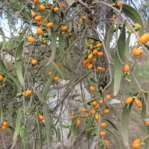Struthanthus palmeri