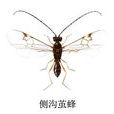 側溝綠繭蜂
