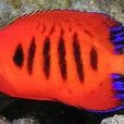 胄刺尻魚(火焰神仙)