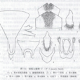 短板尖腹蜂 短板尖腹蜂