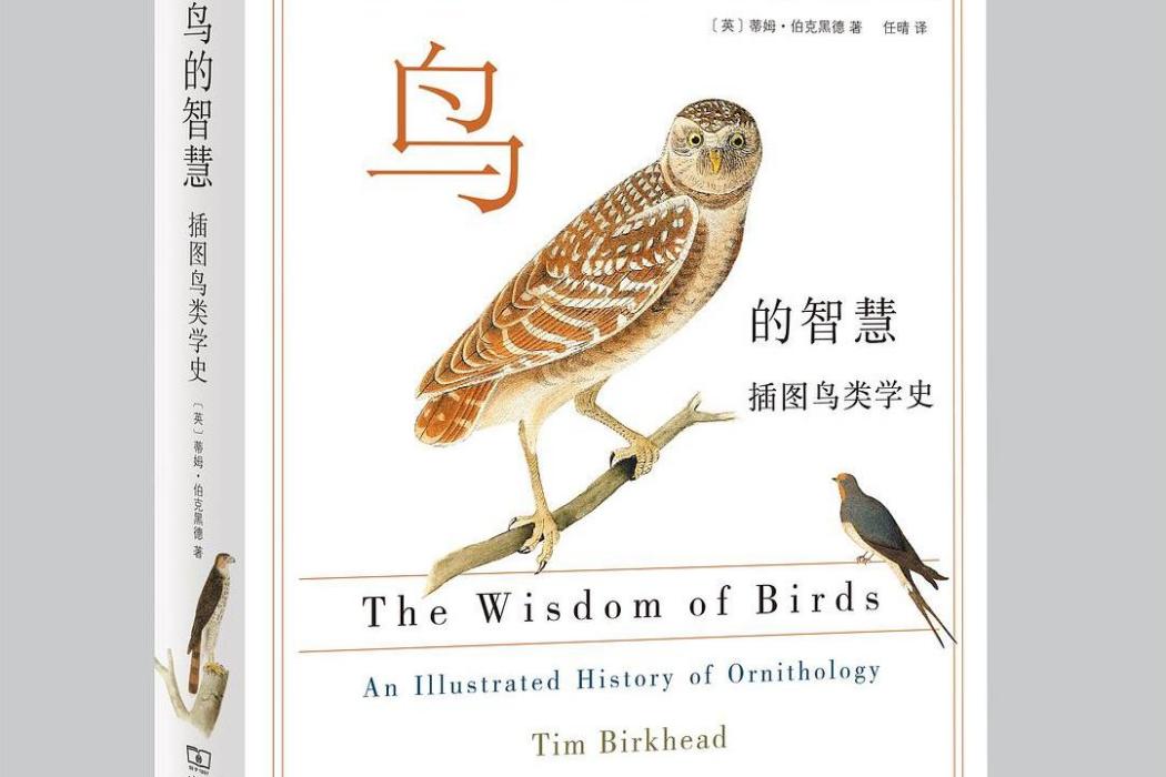 鳥的智慧 鳥的智慧