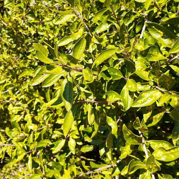 Schinus patagonica