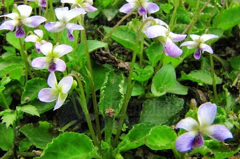 光蔓莖堇菜 光蔓莖堇菜