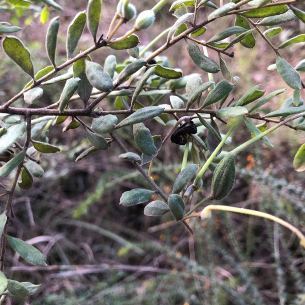 Grevillea quadricauda