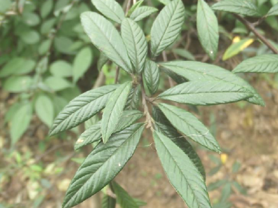 翻白柴 翻白柴