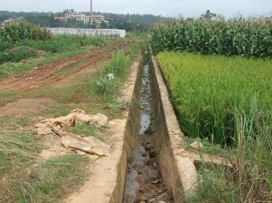 雁塔村的排灌溝渠