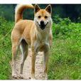 中華田園犬(草狗) 中華田園犬(草狗)
