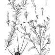 西固紫菀 西固紫菀