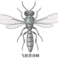 黑卵蜂虻 黑卵蜂虻