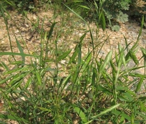 土沙雀麥 土沙雀麥