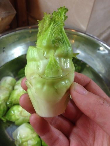 蝦皮兒菜 蝦皮兒菜