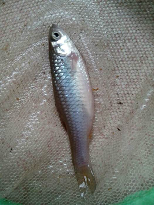 擬細鯽 擬細鯽