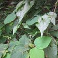 山麻桿屬 山麻桿屬