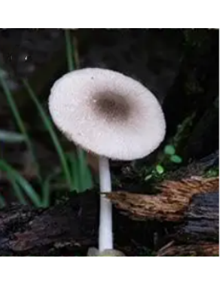毛蓋草菇 毛蓋草菇