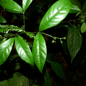 Psychotria perferruginea