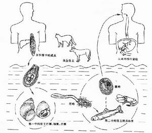 華支睪吸蟲