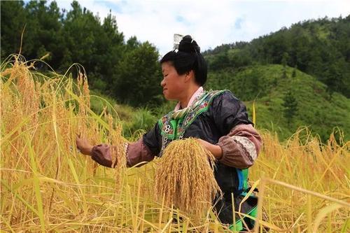 環江香糯 環江香糯