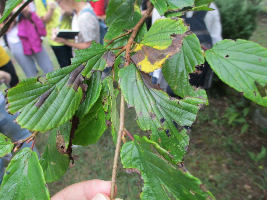 禿蠟瓣花 禿蠟瓣花
